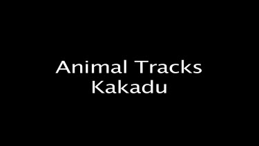 Animal Tracks Kakadu