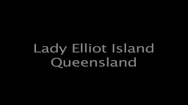 Lady Elliot Island Queesnland