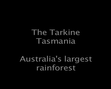 The Tarkine Tasmania Australia's largest rainforest