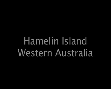 Hamelin Island Western Australia