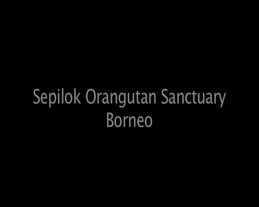 Sepilok Orangutan Sanctuary Borneo
