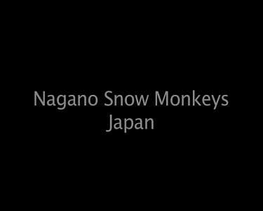 Nagano Snow Monkeys Japan