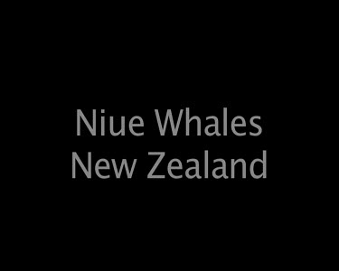 Niue Whales New Zealand