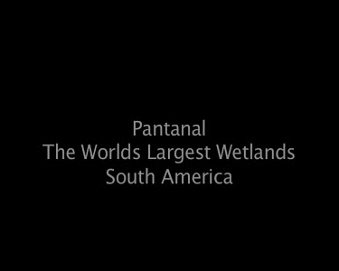 Pantanal The Worlds Largest Wetlands South America