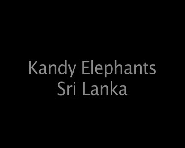Kandy Elephants Sri Lanka