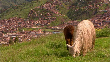 Two llama on a hill side over looking a Peruvian rural city