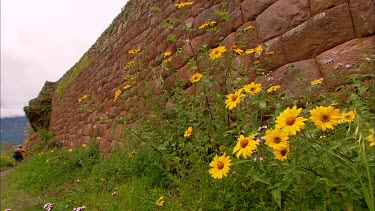 A terracotta coloured stone wall with a bush of yellow esters