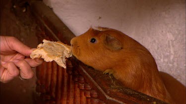 Guinea pig eating bread out of a womans hand