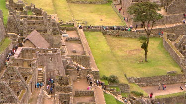 Shot from above Machu Piccu looking down on a courtyard with a tree and llamas grazing