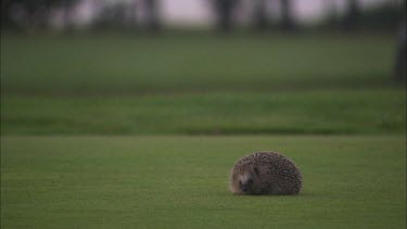 A hedgehog smelling on a golf green.