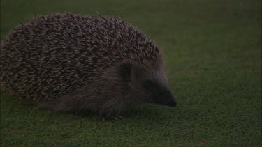 Close up of a hedgehog smelling on a golf green.
