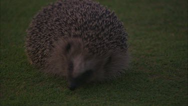 Close up of a hedgehog walking around on a golf green.