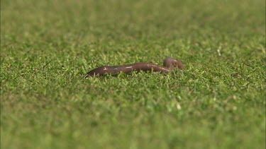 Close up of a earthworm crawling around in the grass.