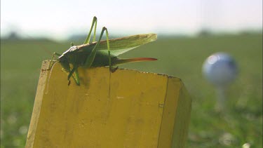 Close up of a cricket sitting on a yellow wood piece, a golf swing in the background.