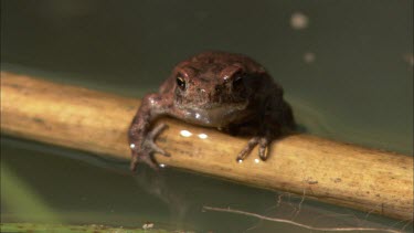 Close up of a small frog hanging on a reed right above the water surface.