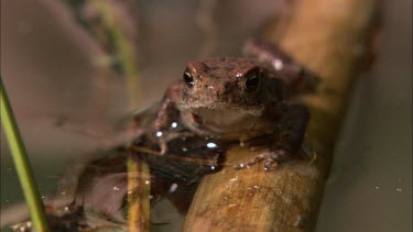 Close up of a small frog walking on a reed.