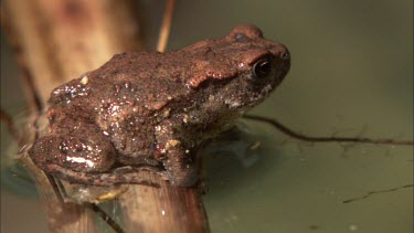 Close up of a small frog jumping from a reed into the water.