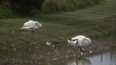 Mute swans by the water.