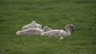 A Close up of cygnets eating from the grass.