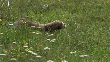A ferret is walking through a plain grass field smelling for something.