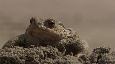 An extreme Close up of toad laying on a pile of dirt.