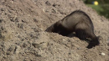 A Close up of a ferret digging in the sand.