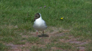 Close up of a black headed gull walking around on the plain grass field.