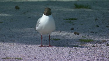 Close up of a black headed gull standing on a pebble track, right before it flies away.
