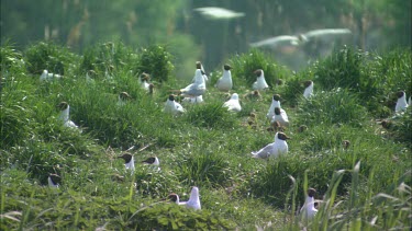 Close up of a group of black headed gulls on a high grassland.