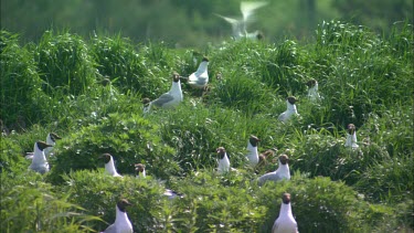 Close up of a group of black headed gulls on a high grassland.