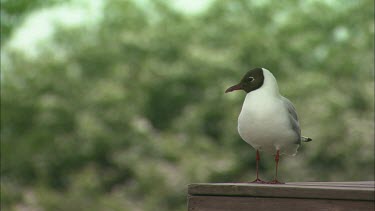 A Close up of a black headed gull  on a wood piece.