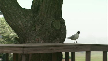 A black headed gull iis walking around a wooden bench.