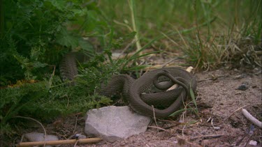 A Close up of a snake.