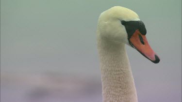 An extreme Close up of a mute swan.