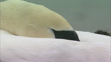 An extreme Close up of a calm mute swan.