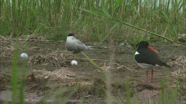 A Close up of two birds in the reed close to some golfballs.