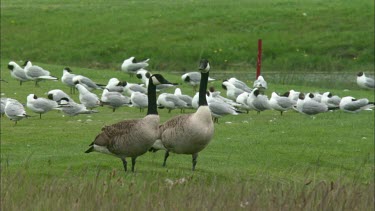 A Close up of two candien geese, a large group of black headed gulls in the background.