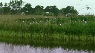 A big large group of black headed gulls.