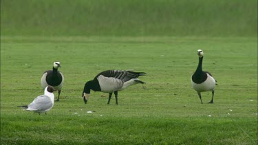 A Close up of three canada geese and a black headed gull standing on a plain grass field