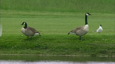 A Close up of black headed gulls and canada geese standing by a lake, a golfcar driving by in the background.