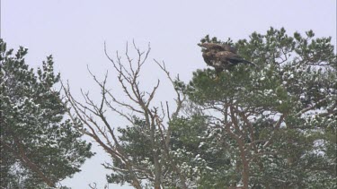 A close up of an eagle taking off from tree top and flying.