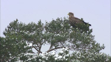 A close up of an eagle on a tree.
