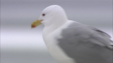 An extreme close up of a seagull.