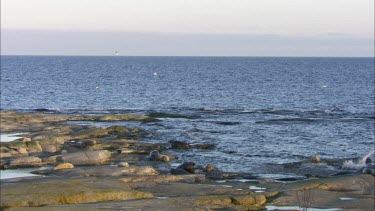 Grey sealson rocks by the coastline.