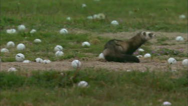 A ferret is sniffing around among lots of golf balls.