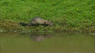 A ferret is sniffing around in the grass near the river