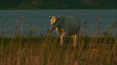 A cow is walking on a field next to a lake