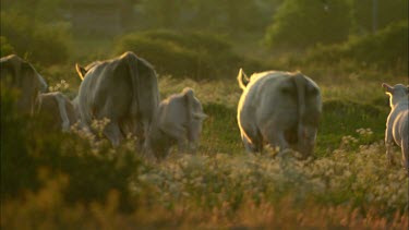 A herd of cows are running on a field.
