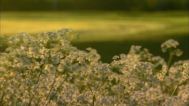 Cow parsley dances in the morning breeze as it longs for the sun