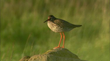 A common redshank is standing on a big rock